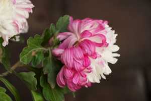 CHRYSANTHEMUM-24 (18)